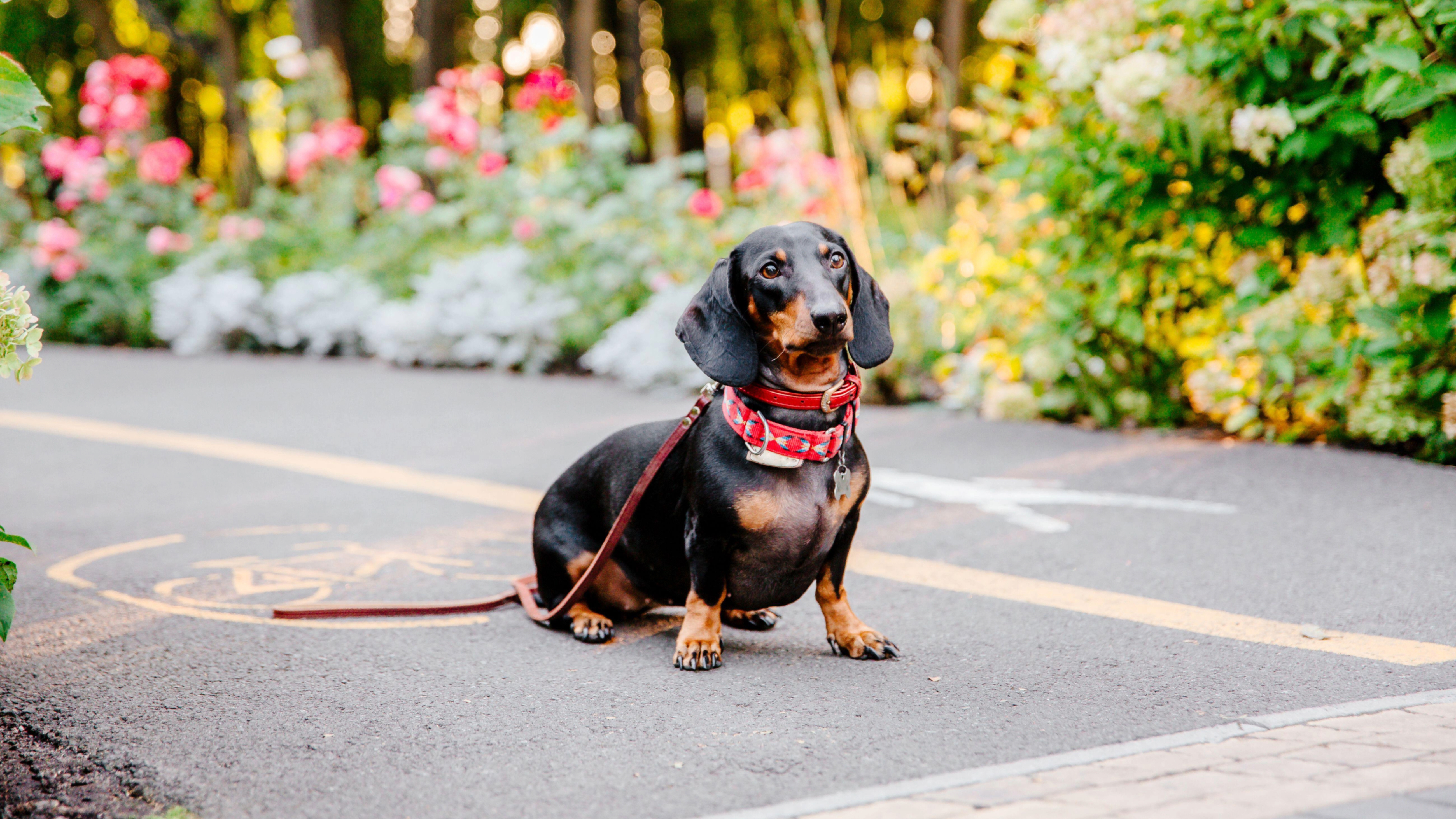 Dachshund