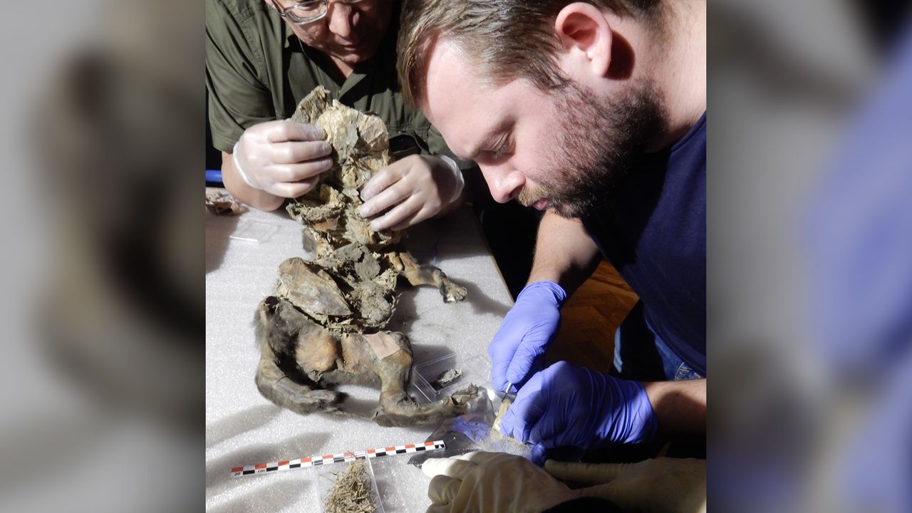 Researchers did a necropsy (an animal autopsy) on the puppy.