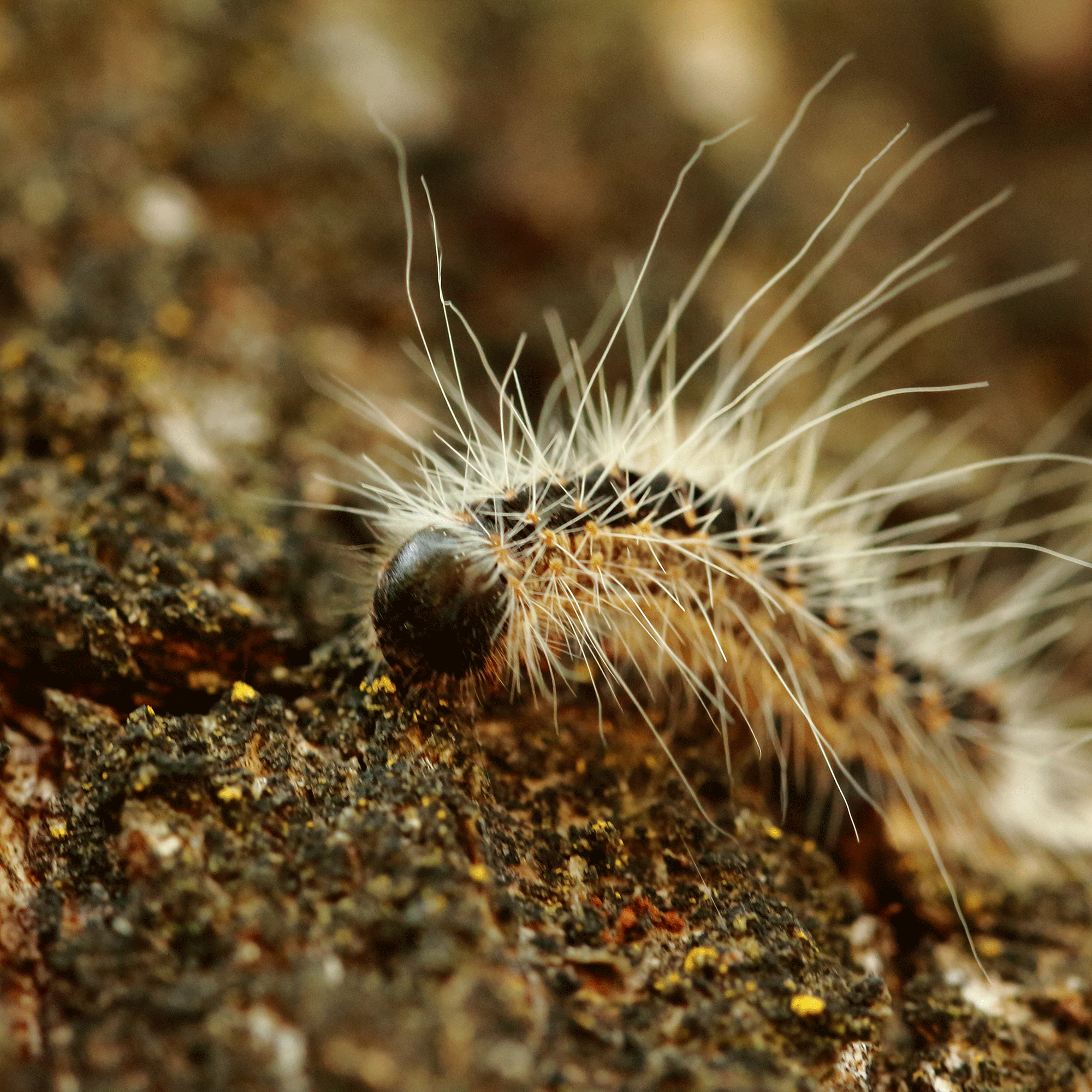 Toxic caterpillar