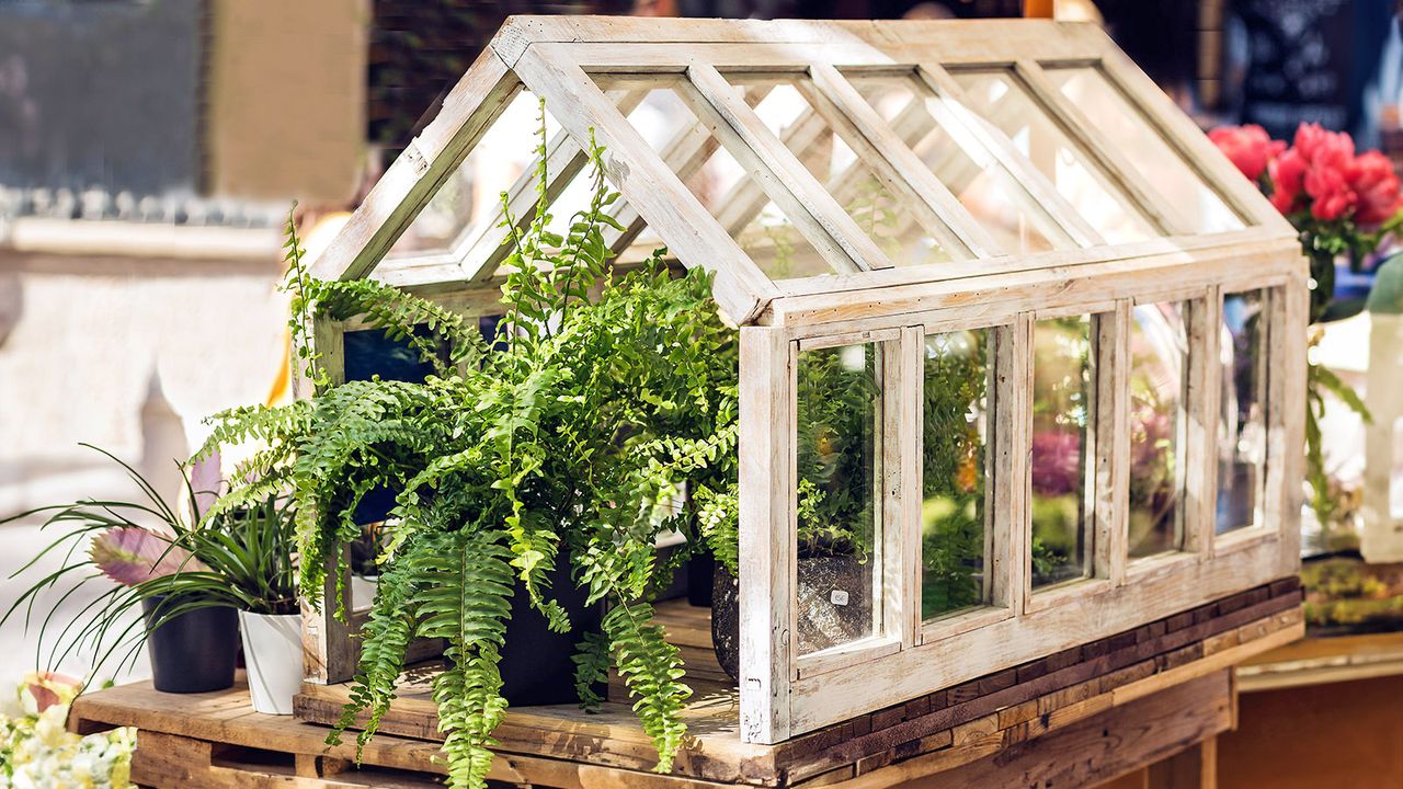 Mini wooden greenhouse with houseplants