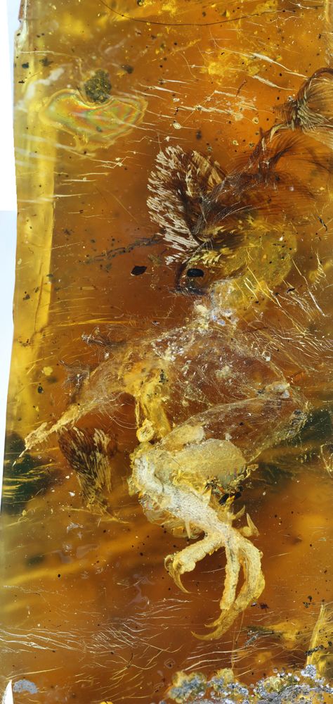 dinosaur fossil in amber