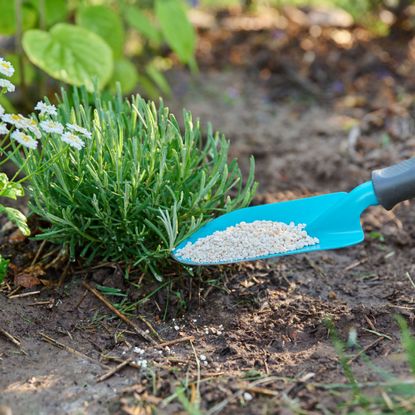 trowel full of fertilizer next to lavender plant in garden