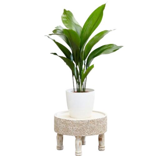 Cast Iron Plant