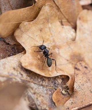 How to get rid of carpenter ants: advice from pest experts