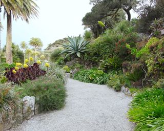 A rockery garden with large succulents and a winding gravel path.