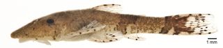 Catfish Species from Upper Palumeu River