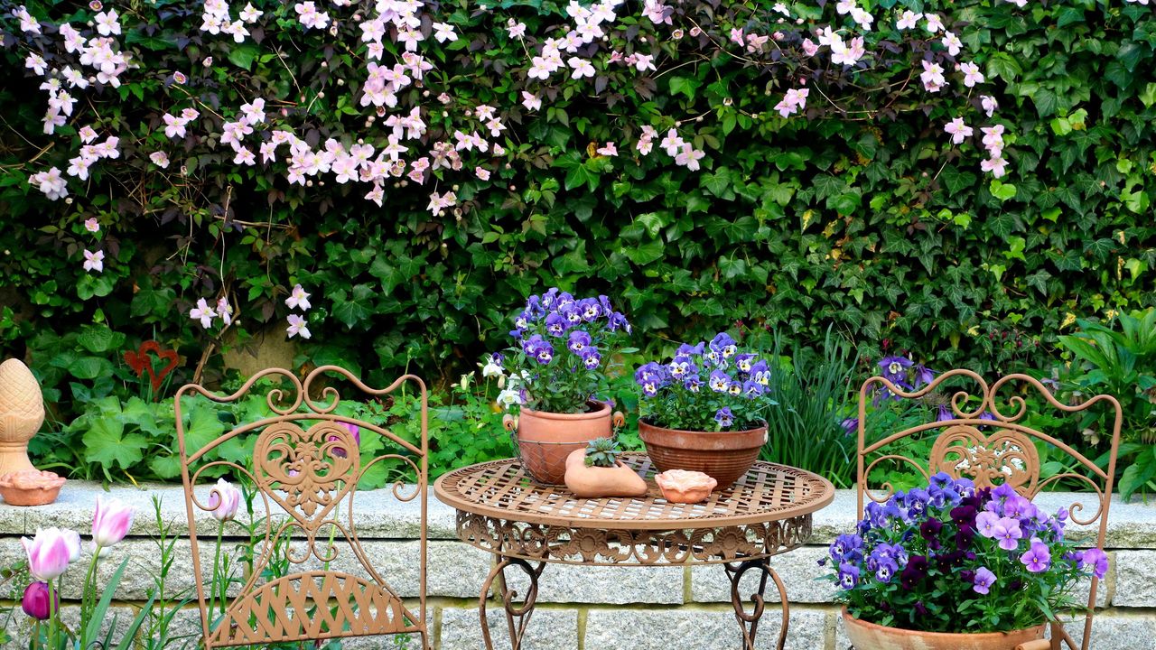 spring garden with iron furniture with plants for covering walls, viola flowers and pink clematis montana