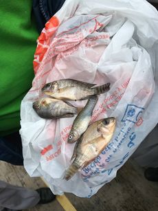 raining fish