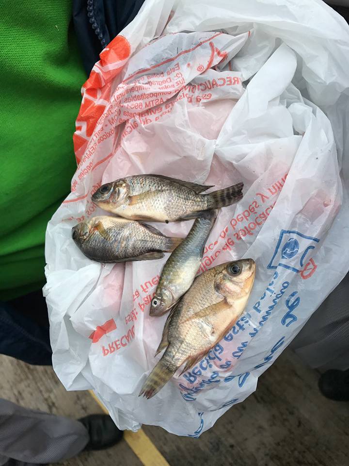 raining fish