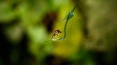 A female anopheles mosquito sitting on a vine in West Bengal, India