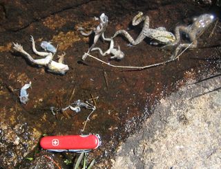 Frogs killed by a deadly fungal infection.