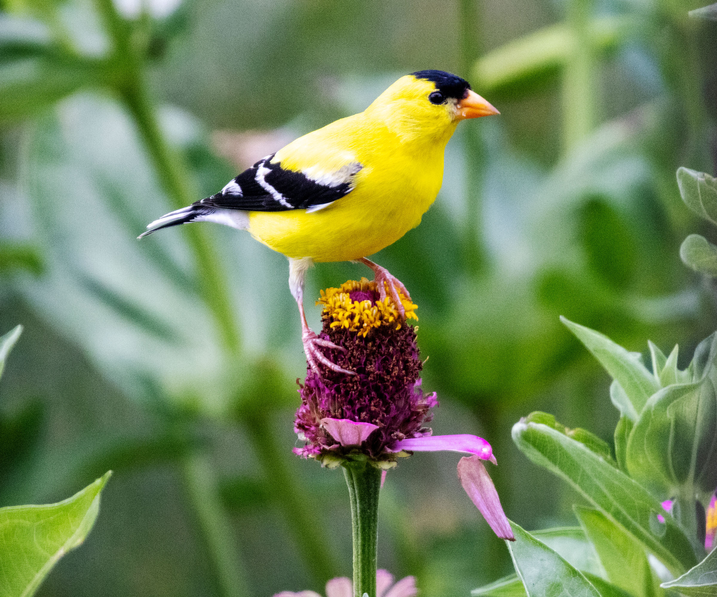 goldfinch perched on zinnia seedhead