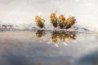 Bees drink from water source