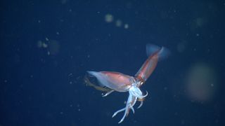 A Gonatus onyx squid eating another squid of the same species.