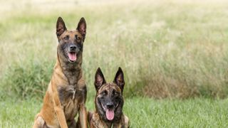 Belgian malinois dogs sitting in the grass together