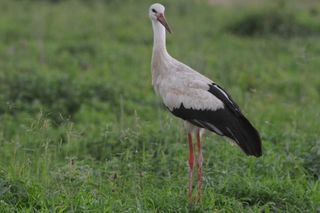 A white stork.