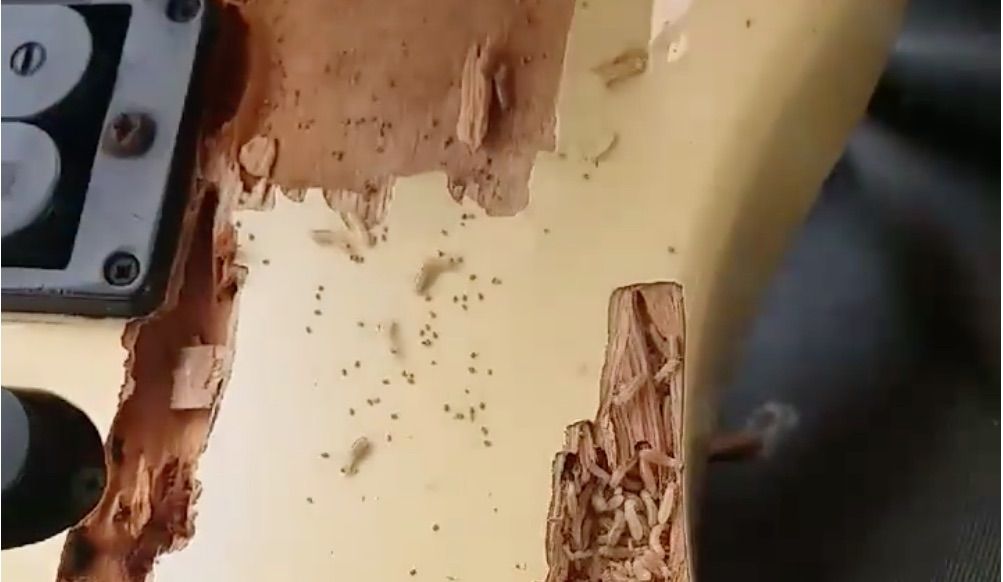 guitar woodworm disgusting absolutely