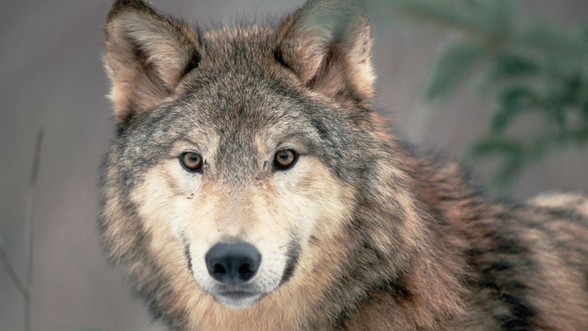 Meet Your Birth Month Woodland Animal – and the Meaning Behind 12 Forest-Dwelling Critters