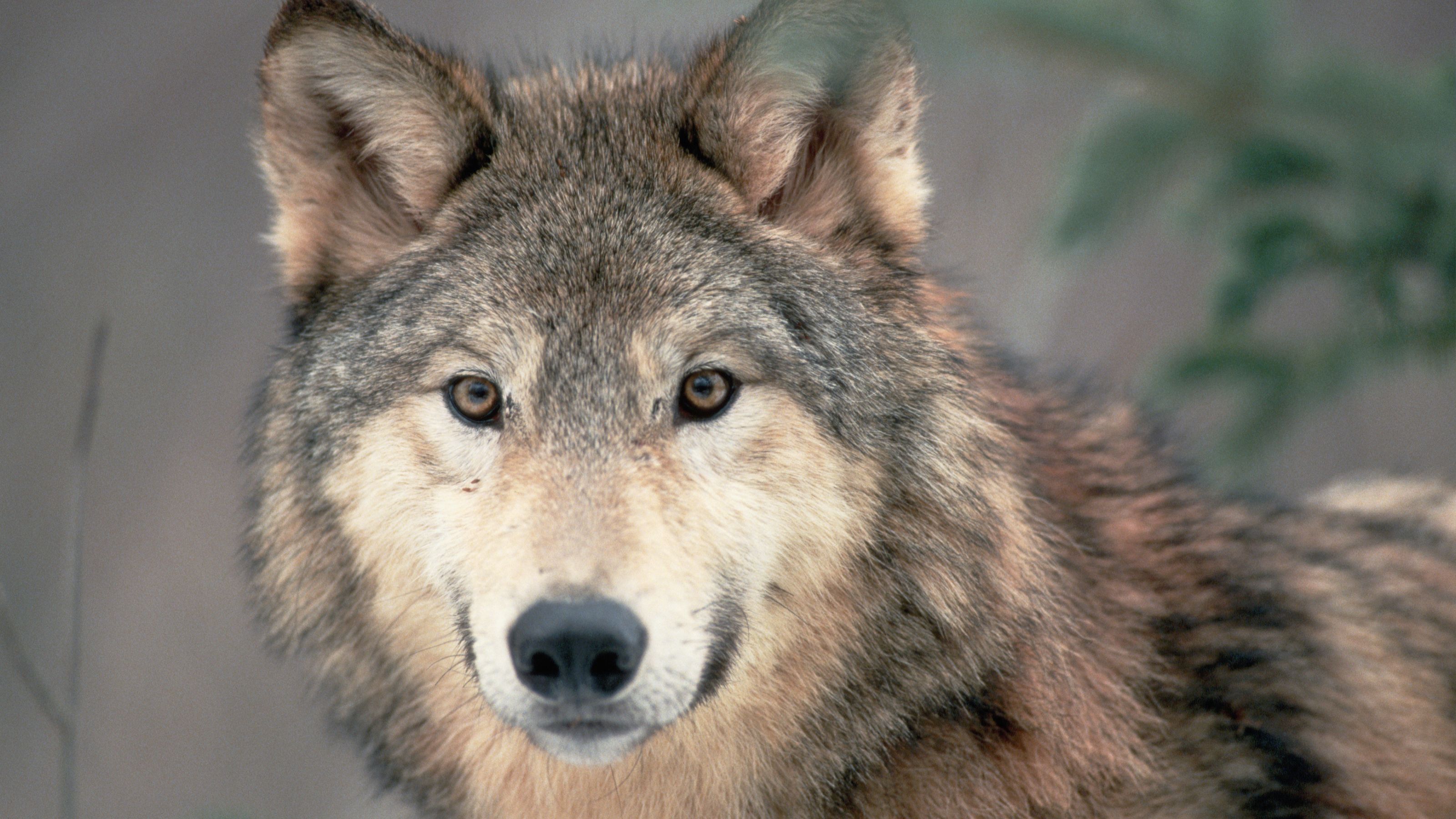Gray Wolf