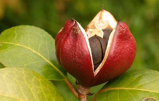 Camellia fruit opening to reveal the seed within (Pic: Alamy)