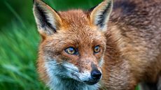 Close-up portrait of a red fox, in Suffolk, United Kingdom.