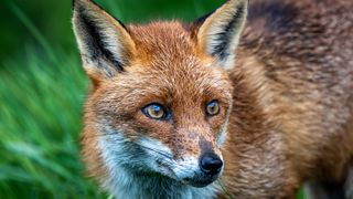 Close-up portrait of a red fox, in Suffolk, United Kingdom.