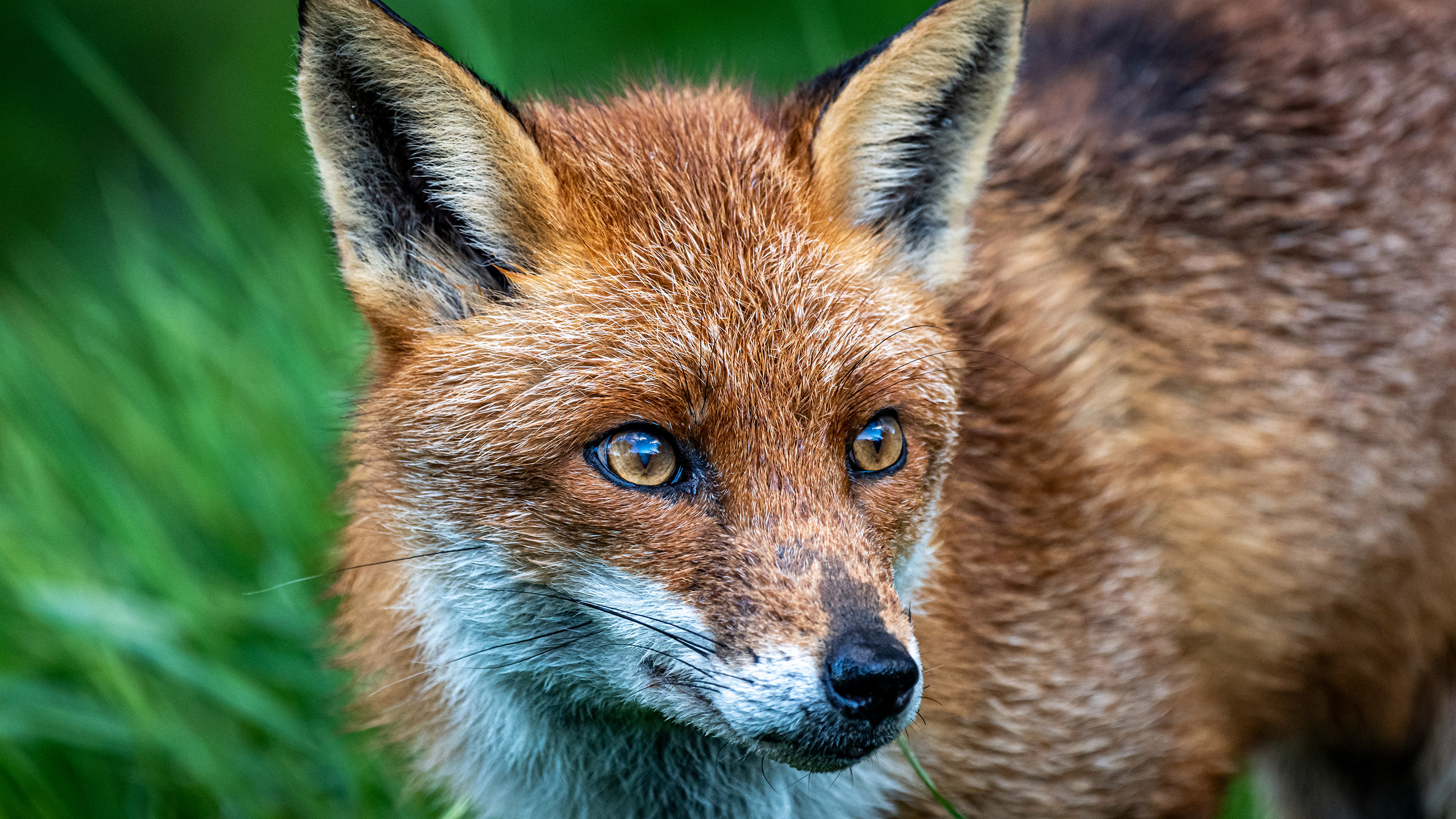 Viral Video: What The Fox Actually Sounds Like | Live Science