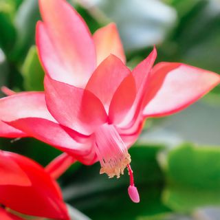 Close up of the flower of a pink Christmas cactus