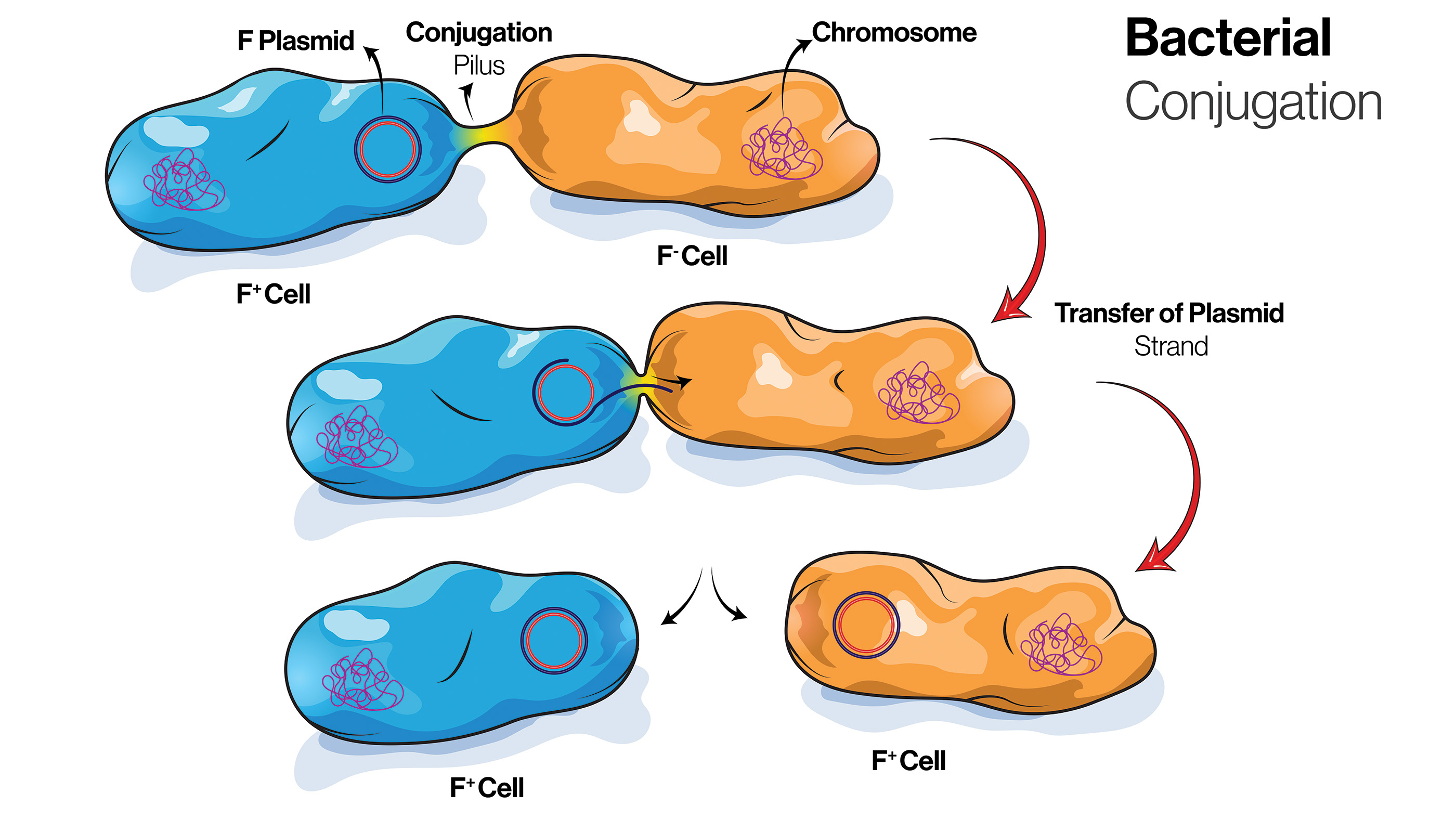 This diagram of shows the stages of bacterial conjugation.