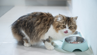 Cat licking its lips after eating food from a blue bowl 