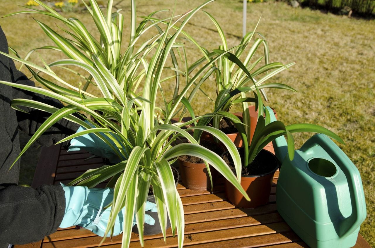 repotting sick spider plant