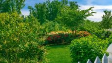 Lush trees and green foliage in an ornamental backyard surrounded by a white fence