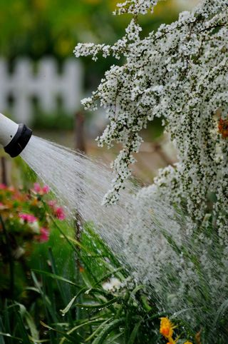 spraying plants with hose