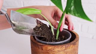 picture of woman putting soil in monstera plant