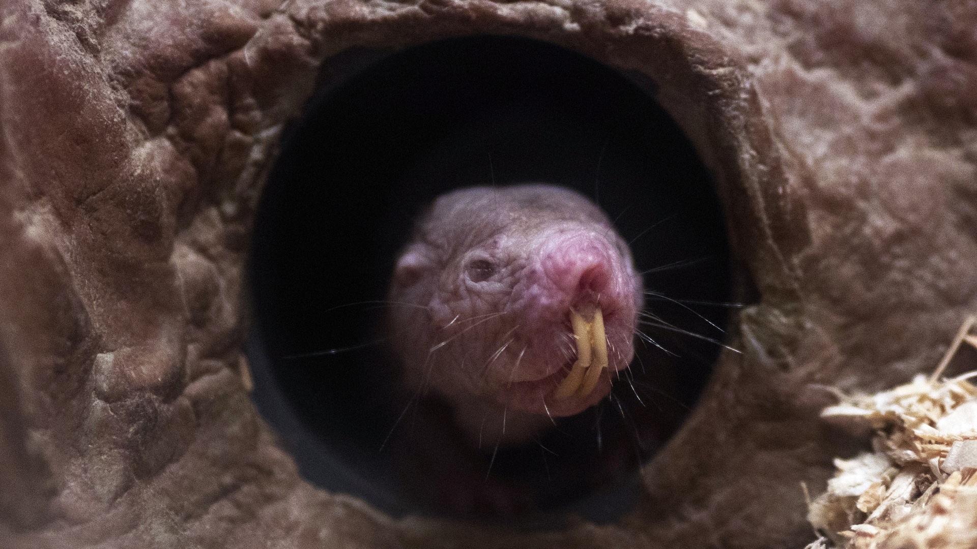 a naked mole rate pokes its head out of a tunnel