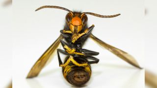 Giant Asian hornets are native to South and East Asia, but have been spotted in Canada and Washington state in 2019 and 2020. Despite their “murder hornet” monikor, the wasps are not usually deadly to humans, though they can cause fatalities by anaphylactic shock, usually after multiple stings.