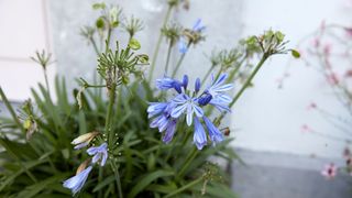 picture of agapanthus with spent flowers