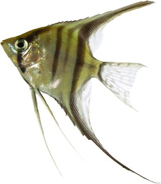Pet fish - angel fish