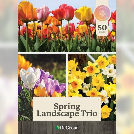 Spring Landscape Bulb Trio