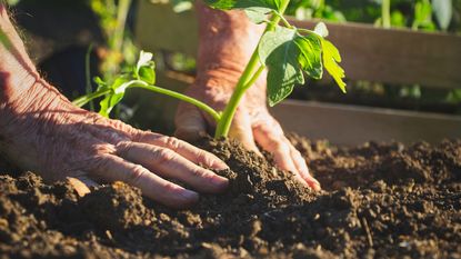 Hands planting a seedling