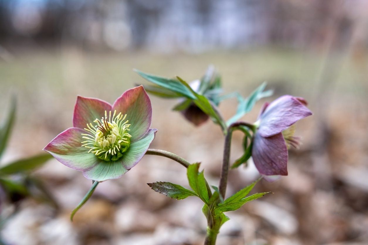 Hellebore Plant