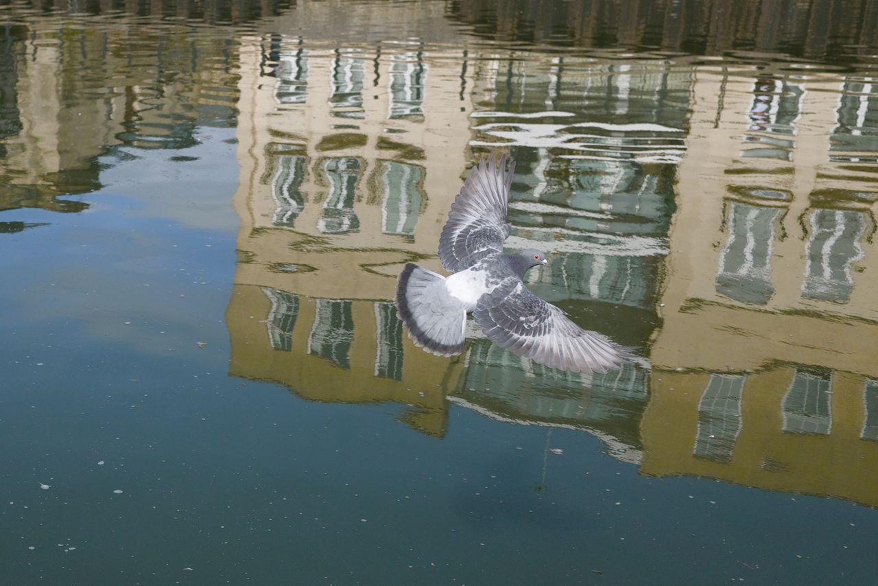 A photo of a pigeon, taken on a Sigma BF camera