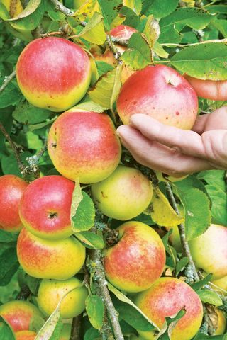 Apples for picking