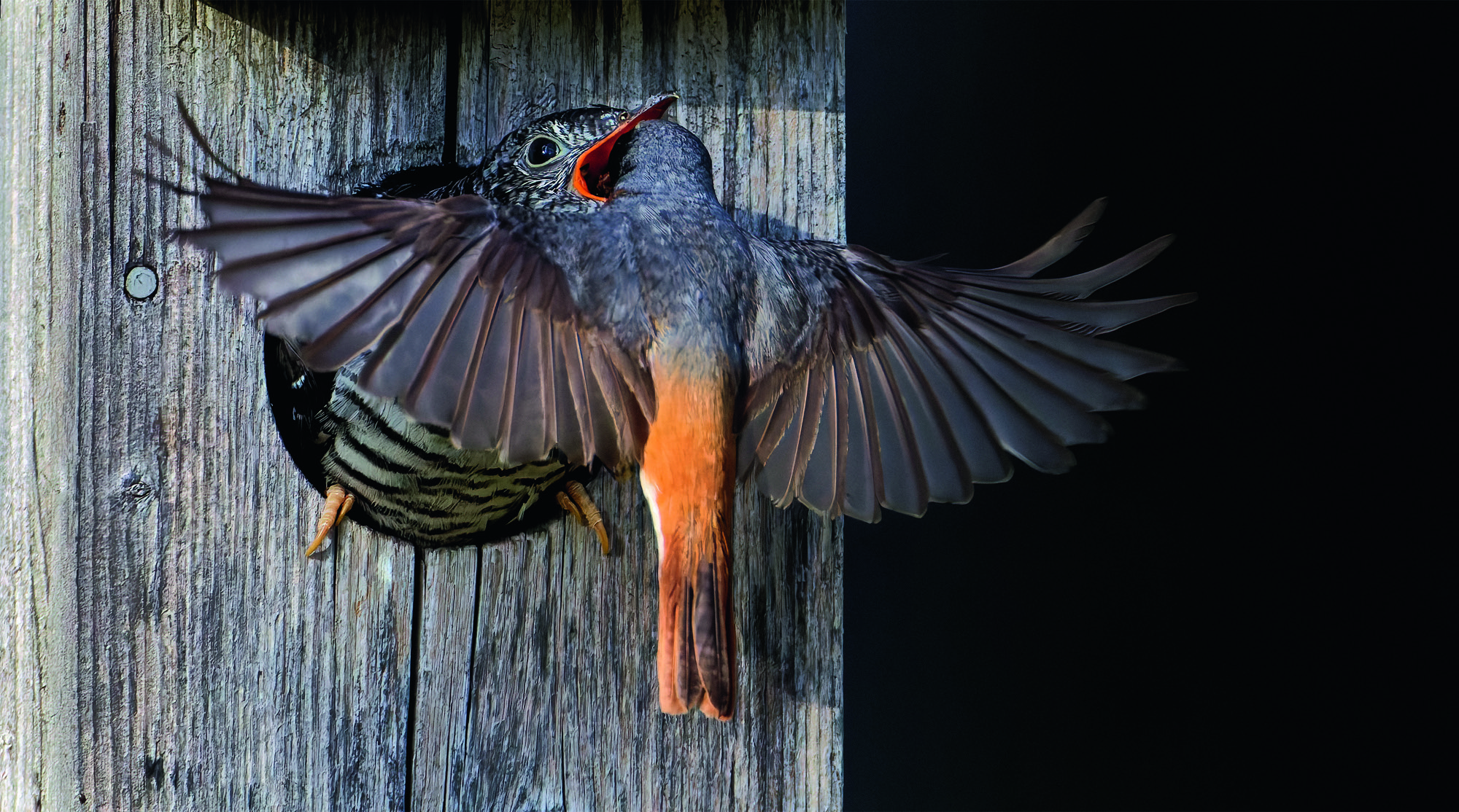 Redstart (Phoenicurus phoenicurus) male, feeding juvenile Cuckoo (Cuculus canorus) in a bird box, Ruokolahti, Finland. July.
