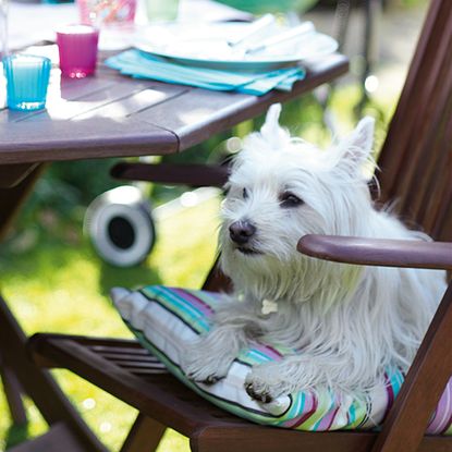 pet dog sitting on wooden armchair