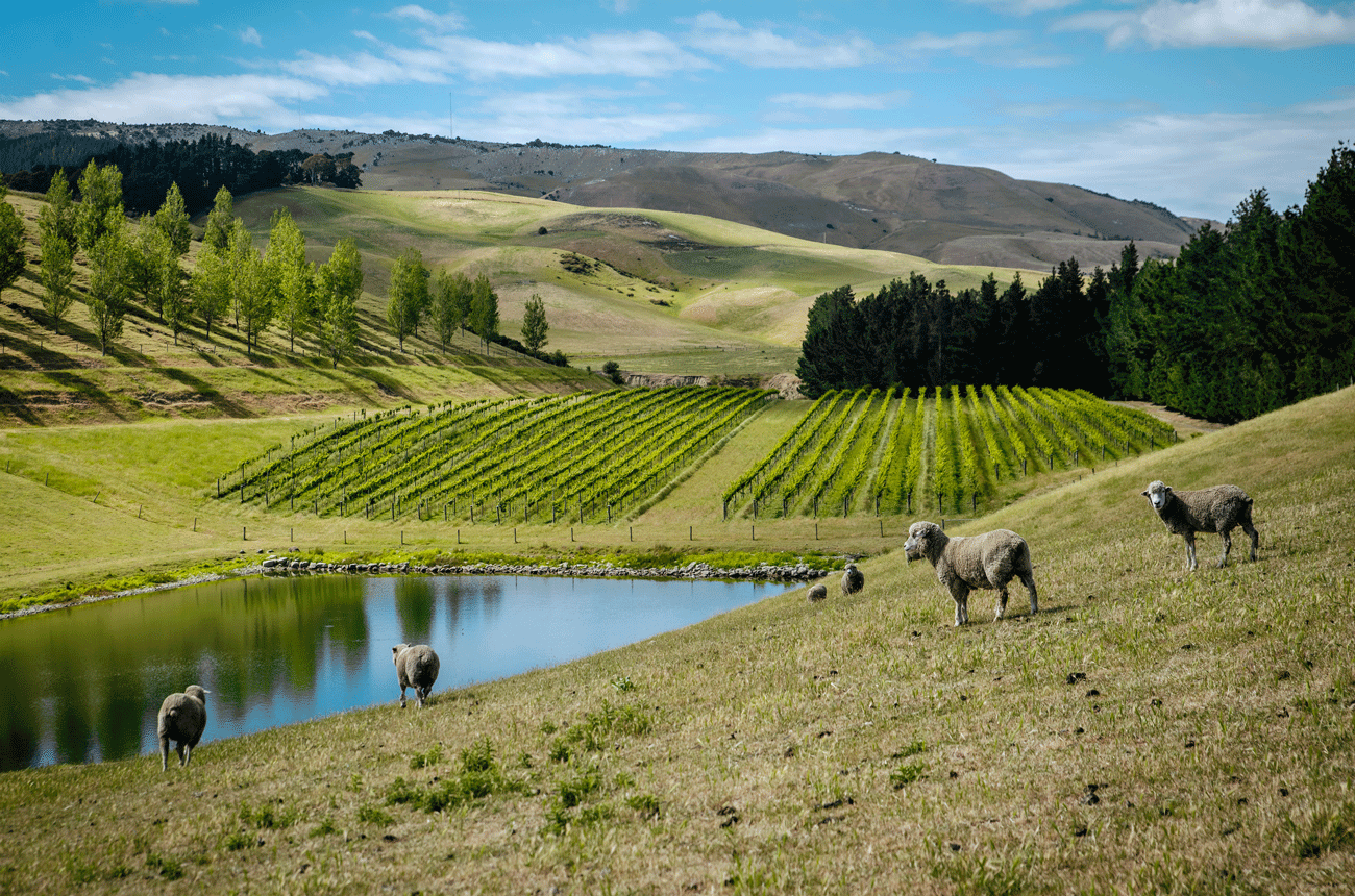 Greystone Wines vineyards, North Canterbury, New Zealand