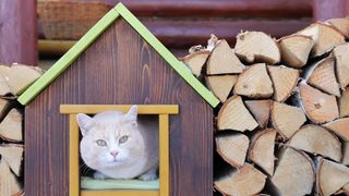 Grey cat in an outdoor cat house next to a log pile