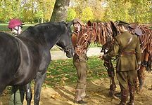 war-horse-home.jpg