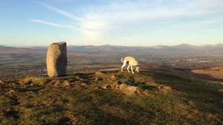 Dumgoyne Hill Loop: Summit views with dog