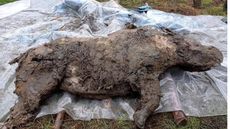 Frozen carcass of a 4-year-old woolly rhino laid out on a sheet of plastic. The carcass is covered in mud but we see fur and mouthparts.